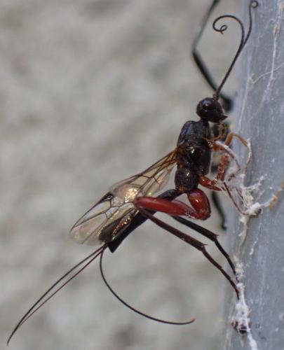 Réf. 346 481 : Helcon sp.